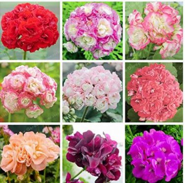 20 Seeds Rare Geranium Bonsai Apple Blossom Rosebud Pelargonium Hortorum Perennial Flower