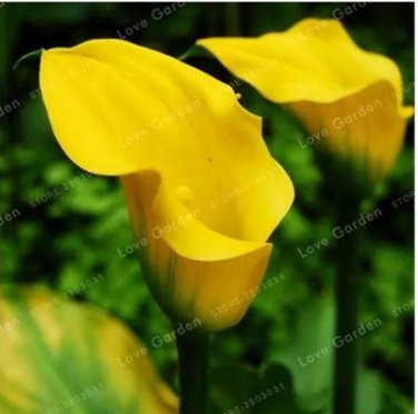 2 Seeds BULBS Calla Flower