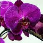 100 seeds Rare Mixed Colorful Phalaenopsis Amabilis Butterfly Orchid