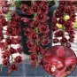 100 Seeds Rare Wild Orchids Dark Red Colors Perennial Flowers