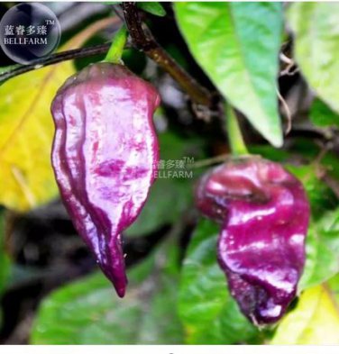 15 Seeds Pepper Purple Ghost Bhut Jolokia