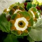 15 Seeds Primula Auricula Miss Teak Flower
