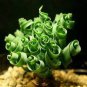 100 seeds Latifolia Spring Grass Bonsai Albuca Namaquensis Spiral Grass Bonsai