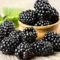 400 seeds New Heirloom Mix Four different varieties of Rare Raspberry