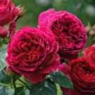 50 Seeds Rare Heathcliff Dark Red Cupped Double Rose