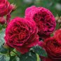 50 Seeds Rare Heathcliff Dark Red Cupped Double Rose