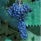 100 Seeds Frontenac Blue Grape