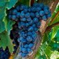 100 Seeds Frontenac Blue Grape