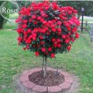 50 Seeds Big Blooming Fresh Red Rose Tree for Landscape