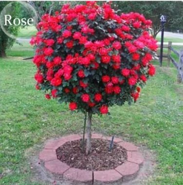 50 Seeds Big Blooming Fresh Red Rose Tree for Landscape
