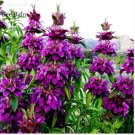 20 Seeds Certified Organic Lemon Bee Balm