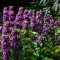 20 Seeds Certified Organic Lemon Bee Balm