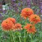 200 Seeds Echinacea 'COLORBURST' Orange Hybrid Bonsai Coneflowers
