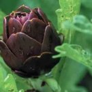 4 Seeds Rare Italian Artichoke
