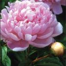 5 Seeds Heirloom Purple Chinese Peony Flower