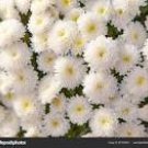 50 Seeds White Chrysanthemum Flower