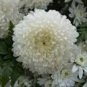 50 Seeds White Chrysanthemum Flower