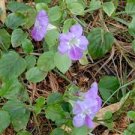 50 Seeds Chinese Violet Flower