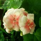 10 Seeds Geranium White to Pink Single Dense Petals Big Blooms Bonsai