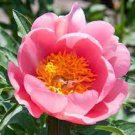 5 Seeds Peony Rose Water Pink Petals Flower