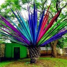 10 Seeds Rainbow Japanese Bottle Palm Bonsai Tree Exotic Plants
