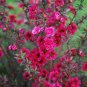 100 Seeds Bonsai Flower Bonsai Leptospermum Scoparium Flamenco Angel's
