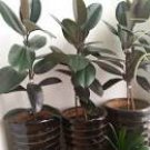 50 Seeds Rare Bonsai Ficus Elastica Decora Indian Rubber Tree Purify