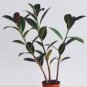 50 Seeds Rare Bonsai Ficus Elastica Decora Indian Rubber Tree Purify