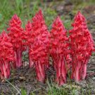 20 Seeds Arcodes Sanguinea Snow Plant