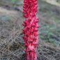 20 Seeds Arcodes Sanguinea Snow Plant