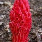20 Seeds Arcodes Sanguinea Snow Plant