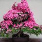 30 Seeds Bonsai Crape Myrtle Tree Red Flowers
