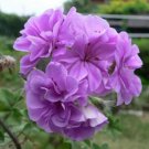 10 Seeds 'Precision Amethyst' Ivy Geranium Plant