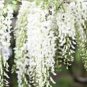 100 Seeds Variety White Wisteria Flower Woody Plant