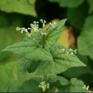35 Seeds Herbs Plant Tartary Buckwheat Flowers