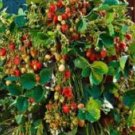 200 Seeds Imported Japanese Red Climbing Strawberry