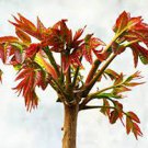50 Seeds Chinese Toon Seeds Edible Red Oil Toon Sinensis Tree Bonsai