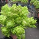 30 Seeds Organic Brassica Juncea Coss Vegetable