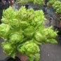 30 Seeds Organic Brassica Juncea Coss Vegetable