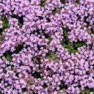 20 Seeds Thymus serpyllum 'Creeping Thyme' Ground Covers