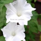 10 Seeds Imported Purely White Morning Glory