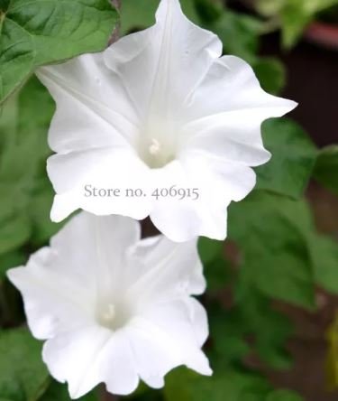 10 Seeds Imported Purely White Morning Glory