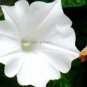 10 Seeds Imported Purely White Morning Glory