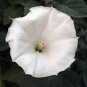 10 Seeds Imported Purely White Morning Glory
