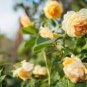 50 Seeds Heirloom Yunnan Yellow Rose Flower Perennial Shrub Plant