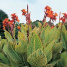 5 Seeds Imported Mixed 5 Types of Canna Flowers