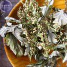 100 Seeds Heriloom Plant Mugwort
