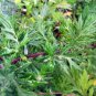 100 Seeds Heriloom Plant Mugwort