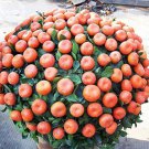 20 Seeds Orange Bonsai Potted Fruit Tree