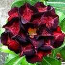 2 Seeds Black to white to red Adenium Flower